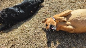 NOLA City Bark