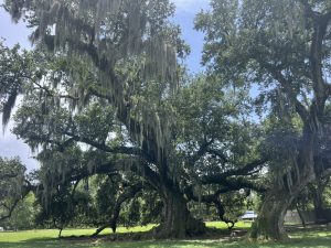 Tree of Life