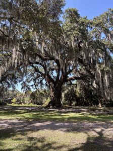 Anseman Oak