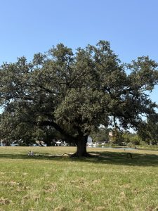 The Singing Oak