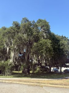 Duelling Oak